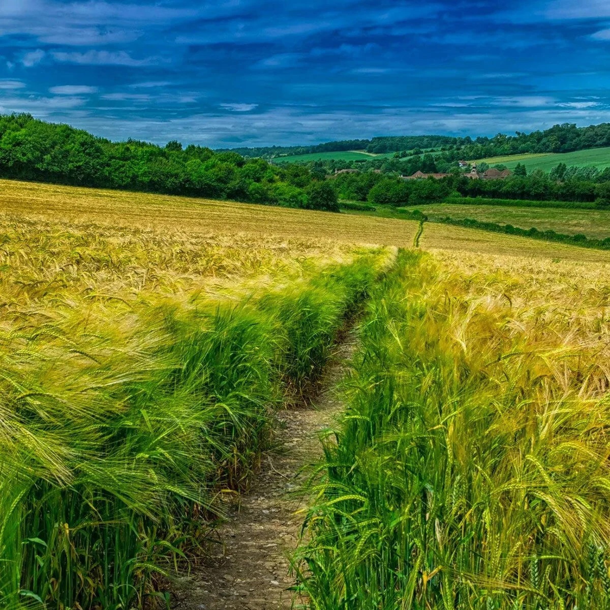 Home County Candle Co. The Buckinghamshire - Cedar & Wild Berries Soy Candle 4 Home County Candle Co. The Buckinghamshire - Cedar & Wild Berries Soy Candle - Image 2