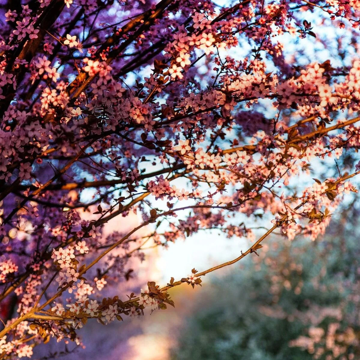 Home County Candle Co. The Kent - Cherry Blossom Soy Candle 4 Home County Candle Co. The Kent - Cherry Blossom Soy Candle - Image 2